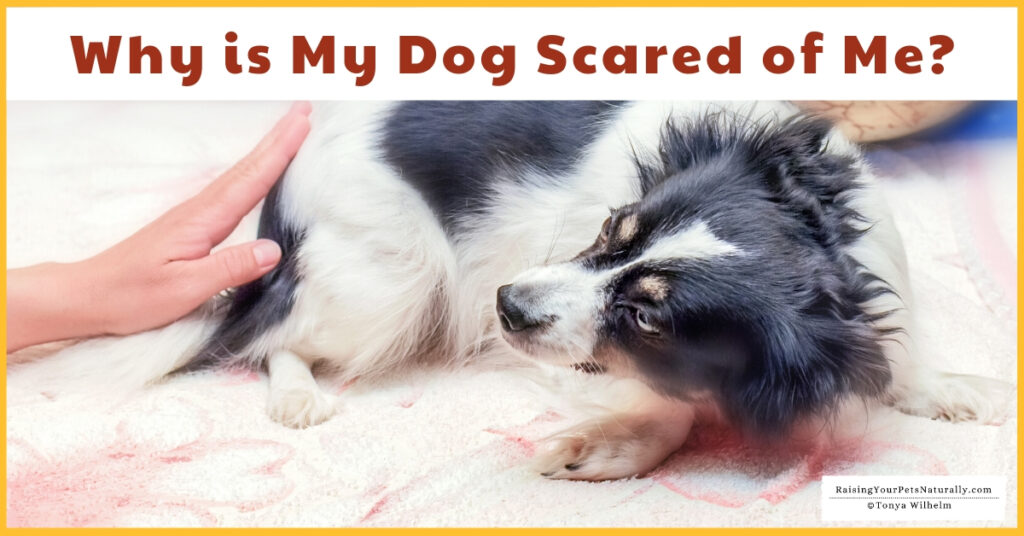 Dog scared of everything
