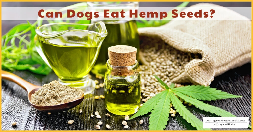 Can dogs have hemp seeds?