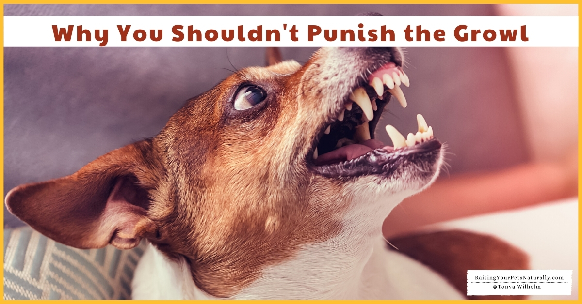 Don't punish a dog for growling