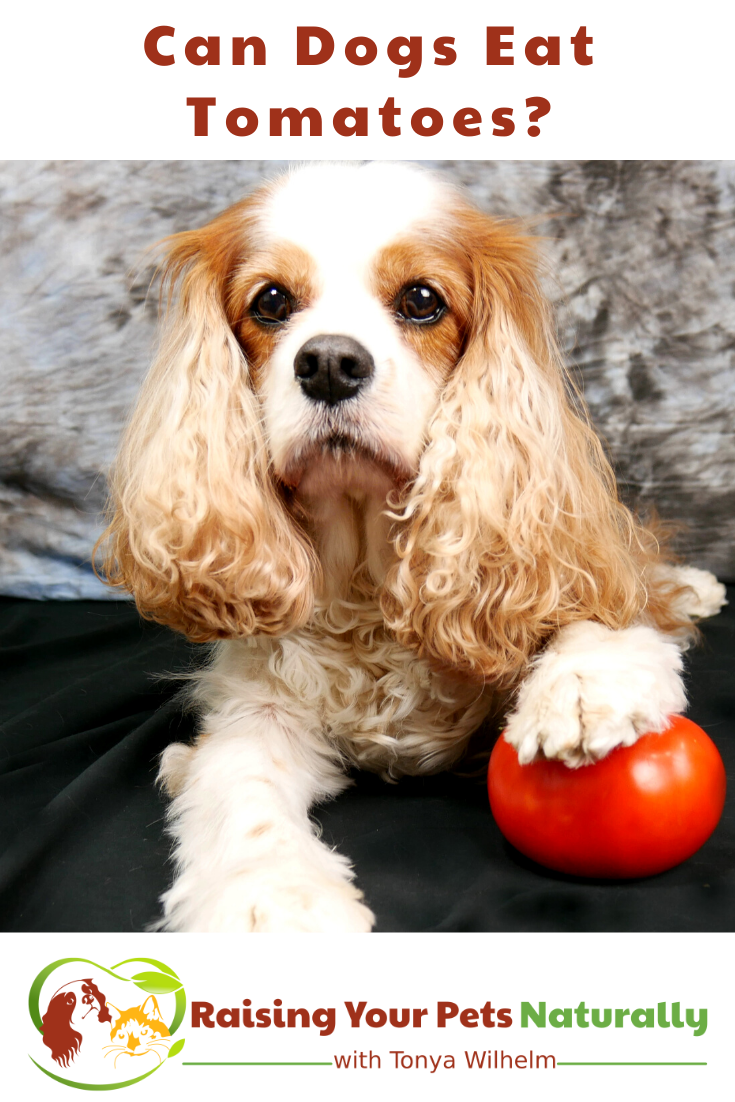 Can Dogs Eat Tomatoes? Should Dogs Eat Tomatoes (Early access for our Patreon community)