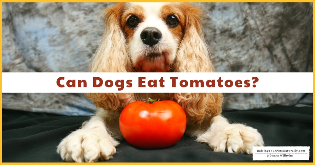 Is it safe for a puppy to eat a tomato