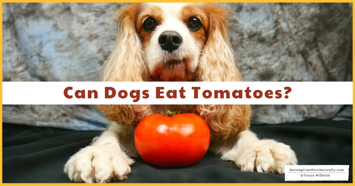 Is it safe for a puppy to eat a tomato