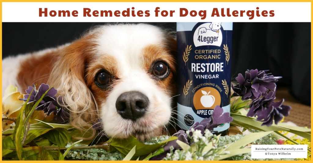 Home Remedies for Dog Allergies