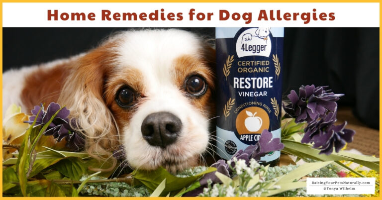 Home Remedies for Dog Allergies | 4-Legger USDA Certified Organic Apple ...