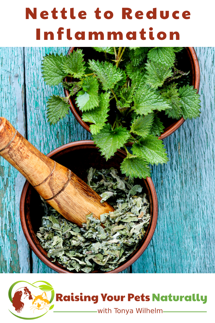 Stinging Nettle for Dogs | Reduces Inflammation and Seasonal Allergies (Early access for our Patreon community)
