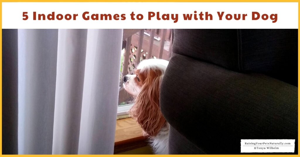 Games to play with a dog inside