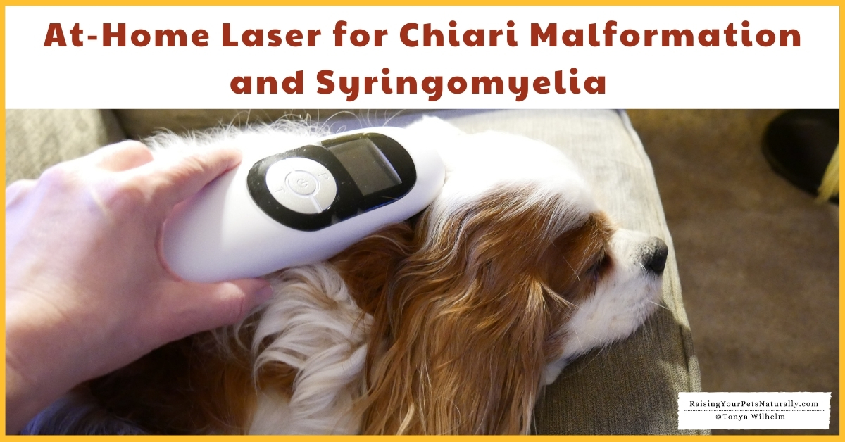 Cold Laser for dogs with neurological conditions