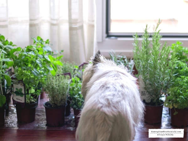 Herbs for fearful dogs