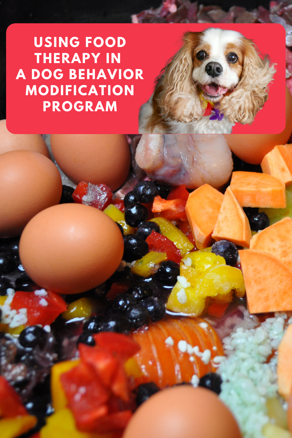 Using Food Therapy in a Dog Behavior Modification Program | The Role of Food in a Dog\'s Behavior (Early access for our Patreon community)