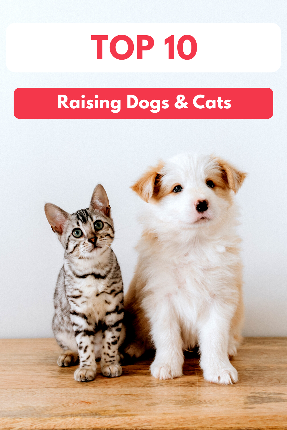 Top 10 Tips for Raising Dogs and Cats Together | Dogs and Cats Living Together in Harmony (Early access for our Patreon community)