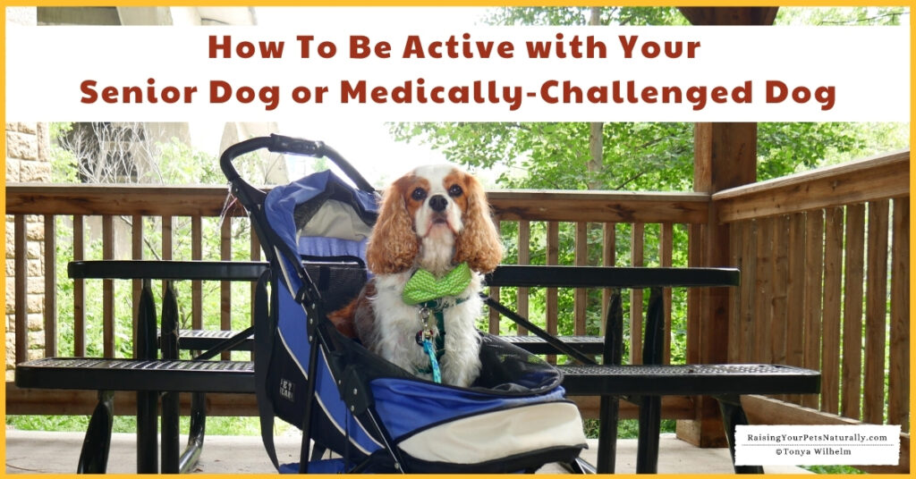 dog games Archives - Raising Your Pets Naturally with Tonya Wilhelm