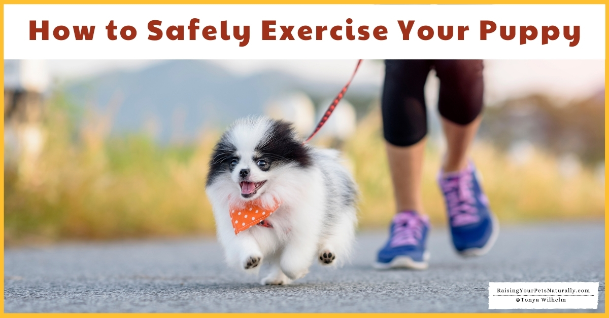 How to Safely Exercise Your Puppy | How Much Exercise Does a Puppy Need (Early access for our Patreon - Raising Naturally with Tonya Wilhelm