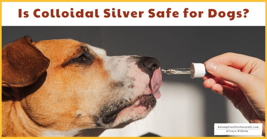 Should you give your dog silver