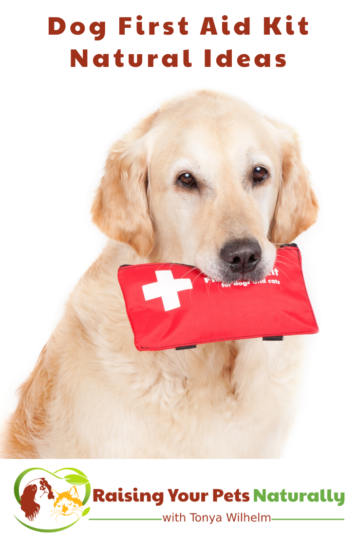 Dog First Aid Kit Ideas | Natural Dog Emergency Kit Remedies and Ideas  (Early access for our Patreon community)