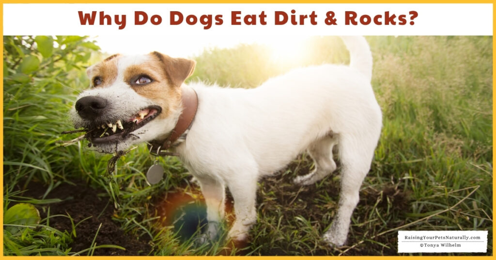 Why puppies eat dirt