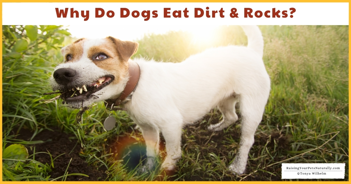Why puppies eat dirt