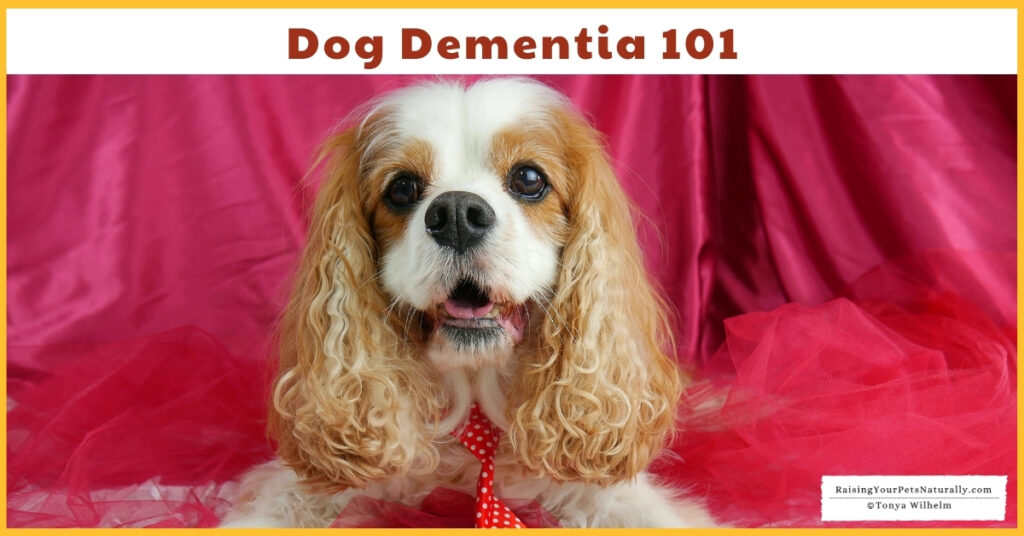 Dog dementia treatment