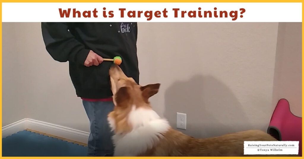 how to teach a dog to target
