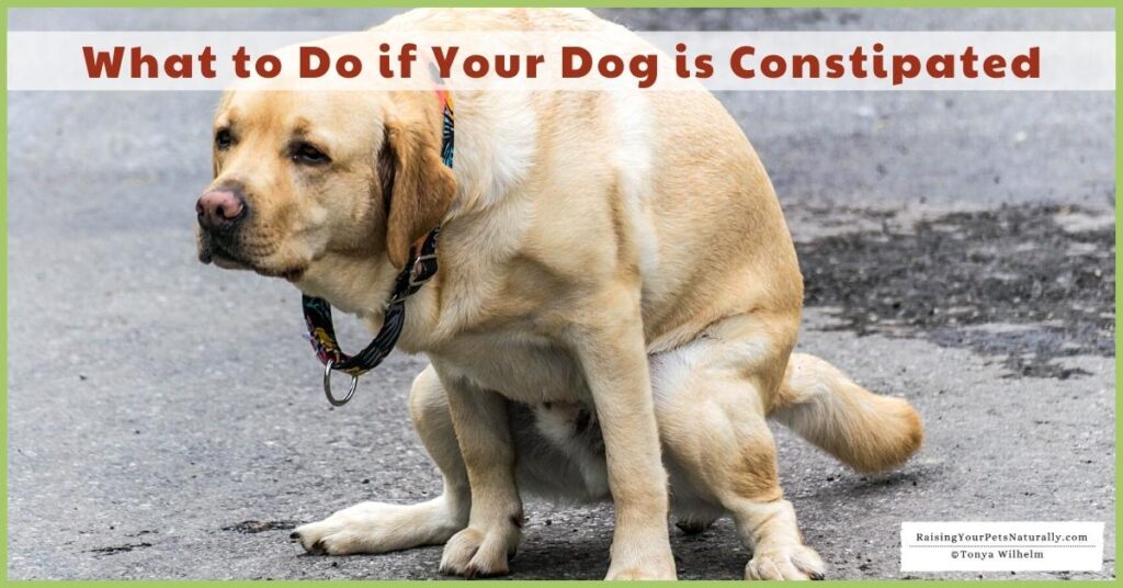 Help for a dog with constipation