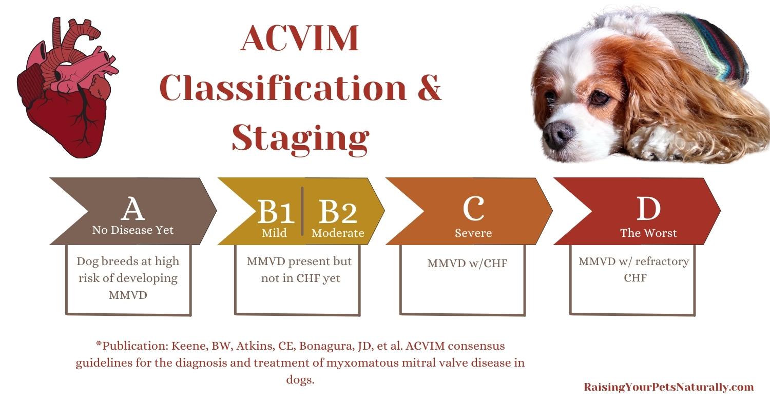 staging-of-mvd-mitral-valve-disease-in-dogs-early-access-for-our