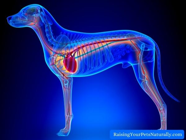 Heart Failure in Dogs