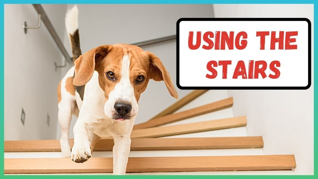 Dog won't use steps