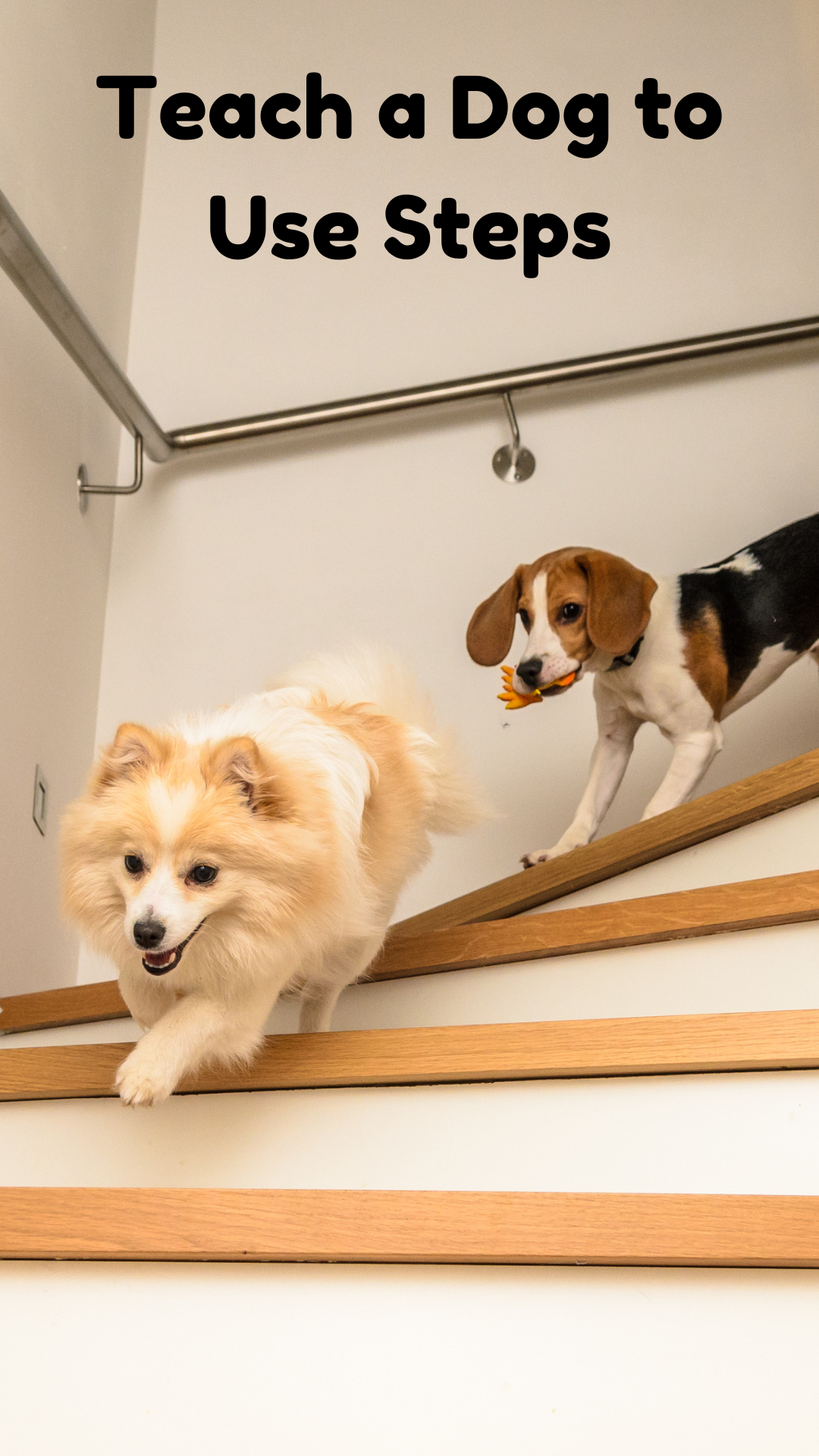 Teach Your Dog to Go Down and Up Stairs | Teach Your Dog How to Walk Down Steps (Early access for our Patreon community)