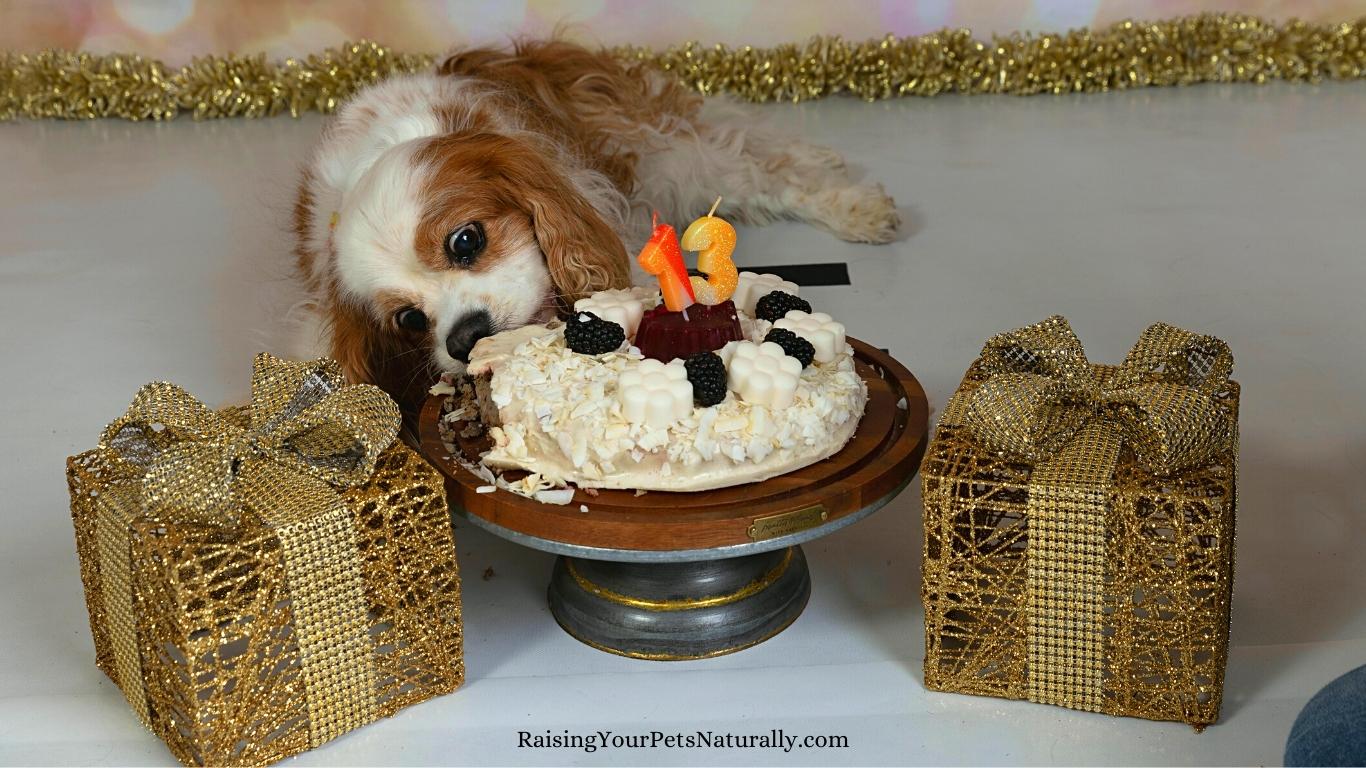 Dog cake recipe for small dogs