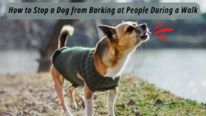 How to Stop a Dog from Barking at People During a Walk | Stop a Dog From Barking at People