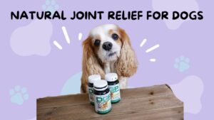 Natural Anti-Inflammatory and Joint Relief for Dogs | Dog Gone Pain (DGP) Review (Early access for our Patreon community)