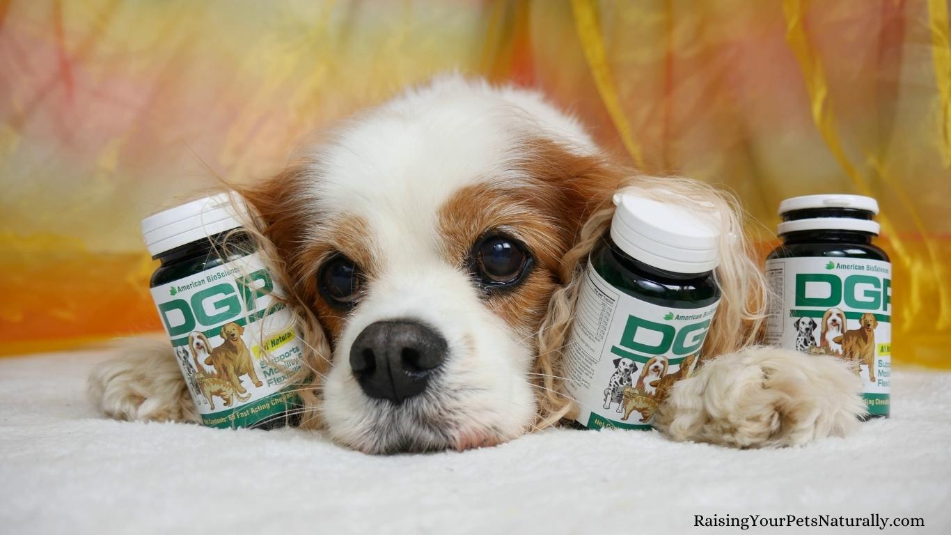 Natural joint supplements for dogs