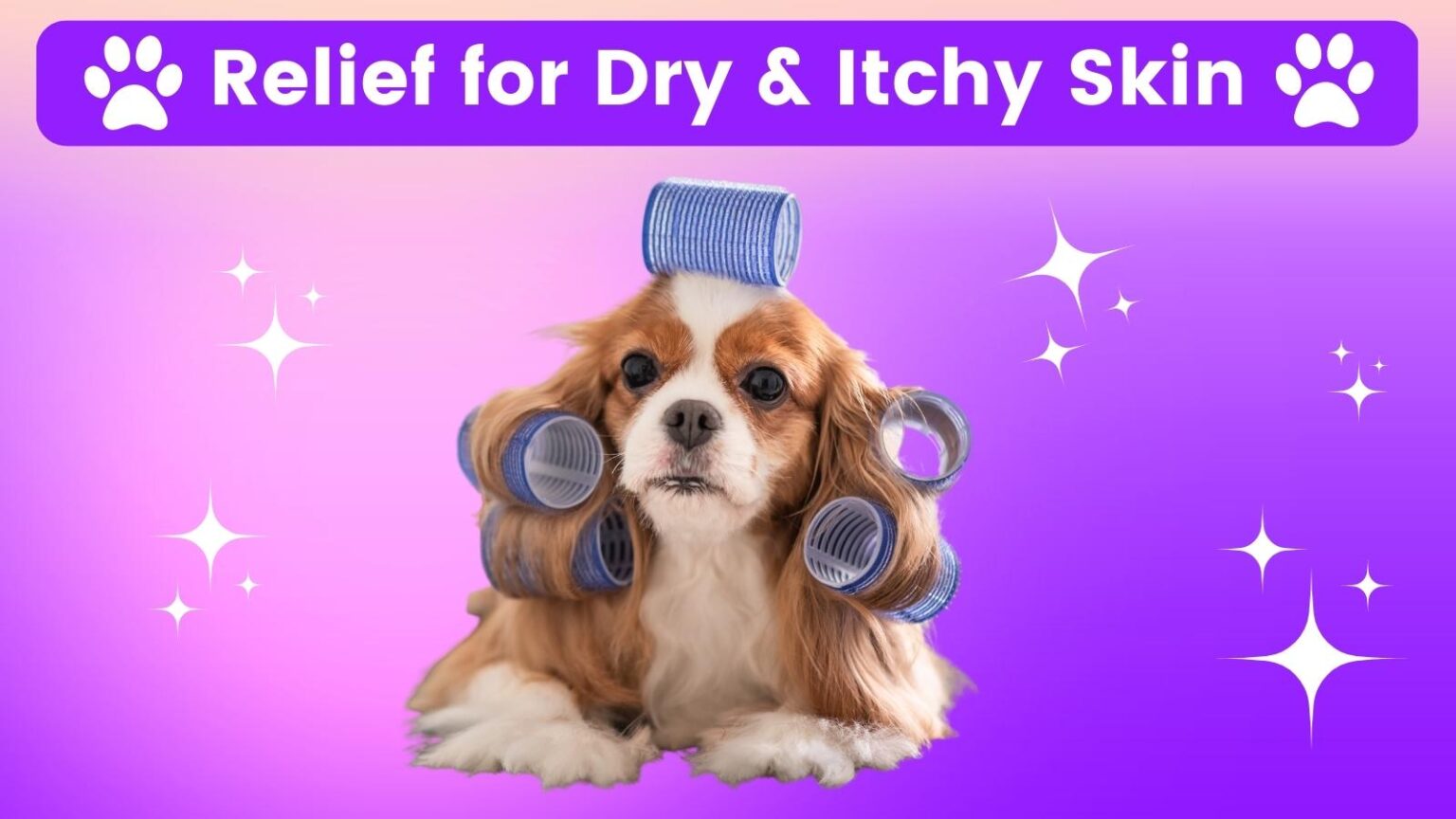 why-is-my-dog-itching-like-crazy-best-itch-relief-for-dogs-treatment