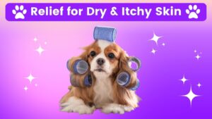 Why is My Dog Itching Like Crazy? | Best Itch Relief for Dogs Treatment (Early access for our Patreon community)