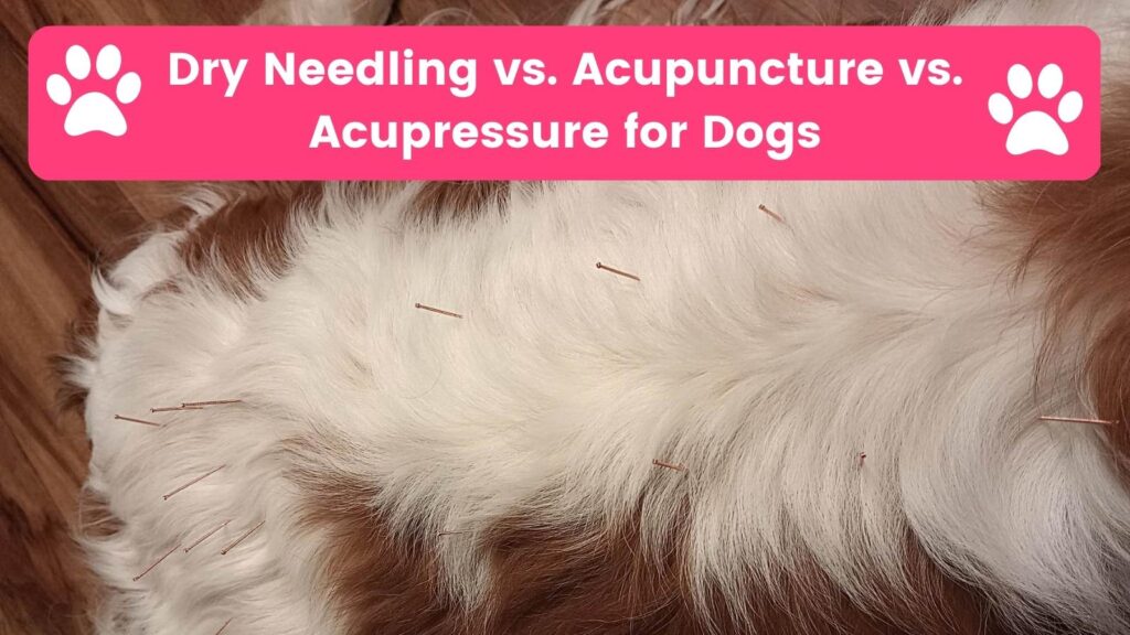 Dry Needling vs. Acupuncture vs. Acupressure for Dogs