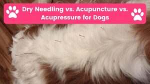 Protected: 2/1/23 Dry Needling vs. Acupuncture vs. Acupressure for Dogs (Early access for our Patreon community)