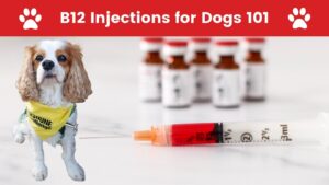 Vitamin B12 Injection Benefits for Dogs | What Does B12 Injection do for Dogs? (Early access for our Patreon community)