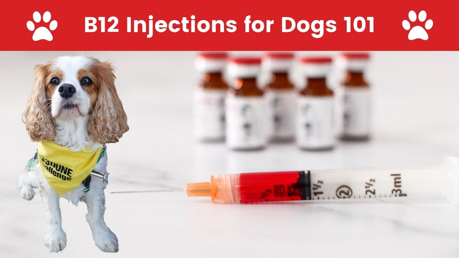 Benefits of B12 shots for dogs