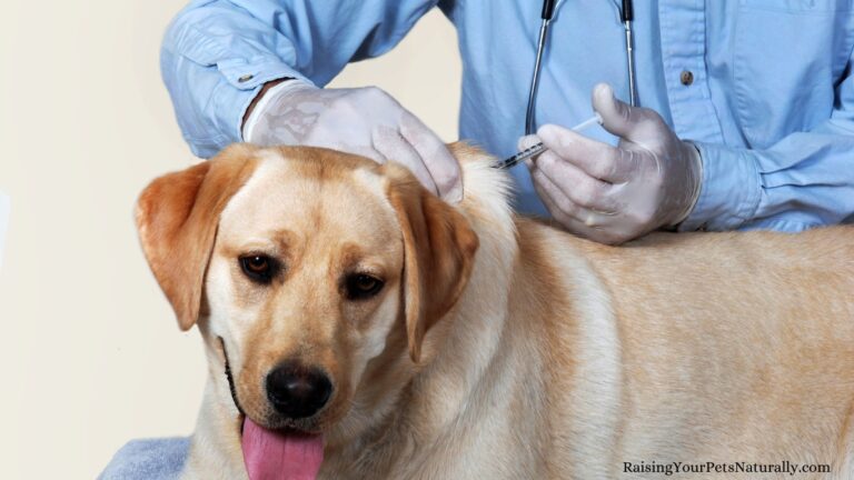 vitamin-b12-injection-benefits-for-dogs-what-does-b12-injection-do