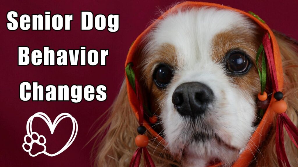 My Senior Dog is Pacing And Won'T Lie down  : Understanding the Behavior