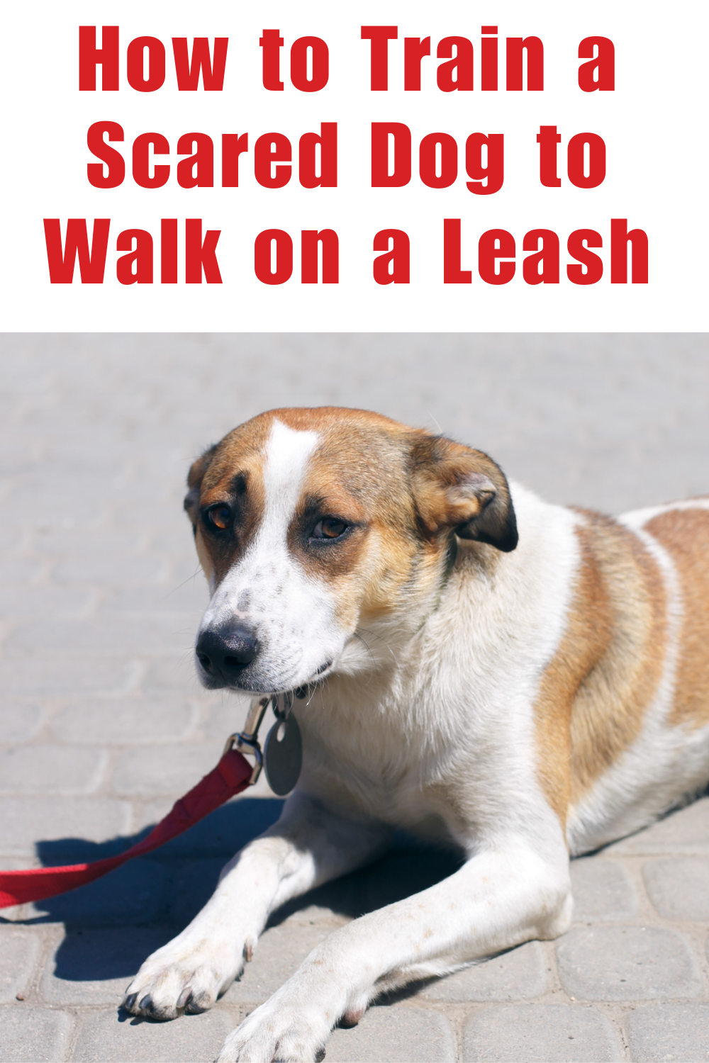 How to Train a Scared Dog to Walk on a Leash | How to Train a Dog That has Never Been on a Leash  (Early access for our Patreon community)