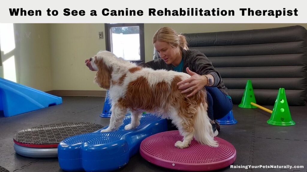 certified canine rehabilitation therapist