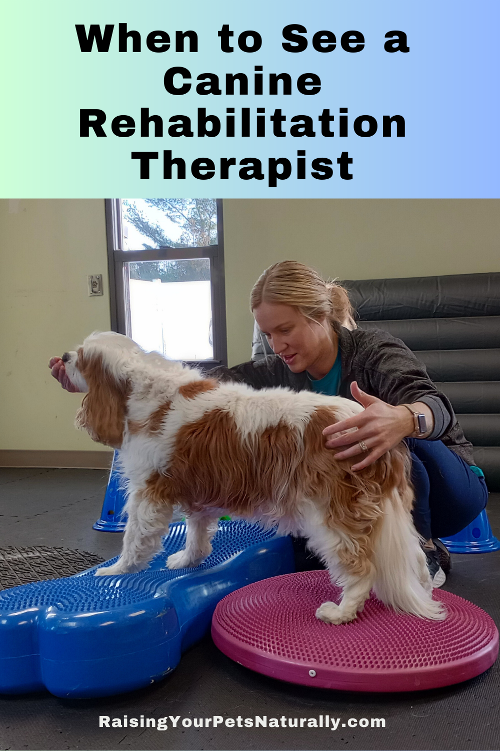 Can and Should You Use More Than One Vet? | When to See a Certified Canine Rehabilitation Therapist (Early access for our Patreon community)