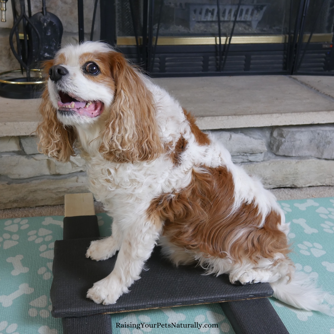 Canine fitness programs
