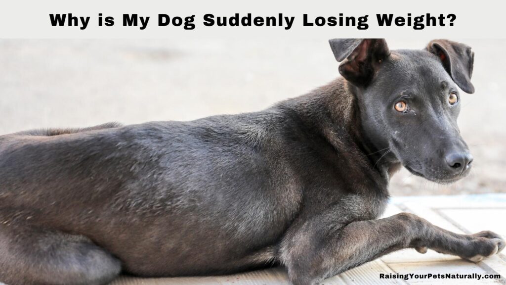 why do older dogs lose weight