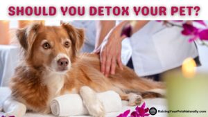 Should You Naturally Detox Your Pet? Benefits and Risks in Pet Detoxification (Early access for our Patreon community)