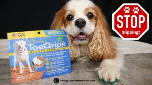 Dr. Buzby’s ToeGrips for Dogs | The Traction Solution for Senior, Special Needs Dogs and Traction During Medical Recovery (Early access for our Patreon community)