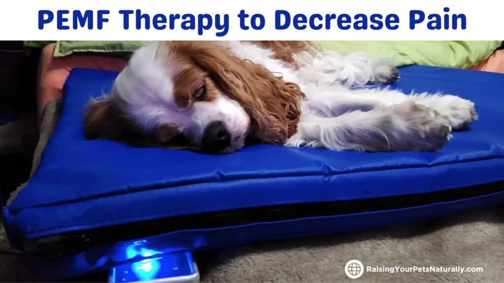 PEMF Therapy for Pets