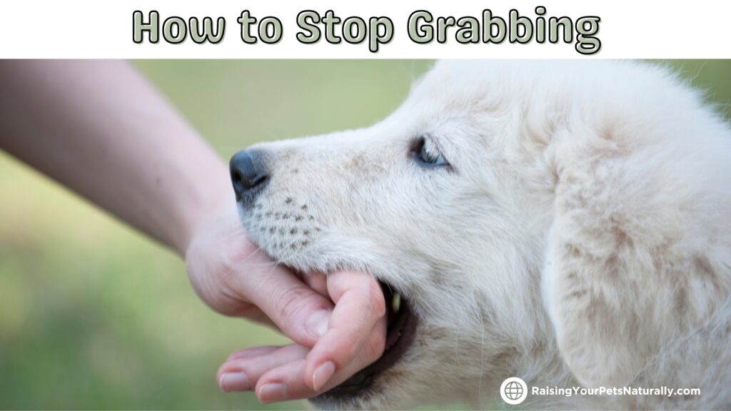 Puppy training tips