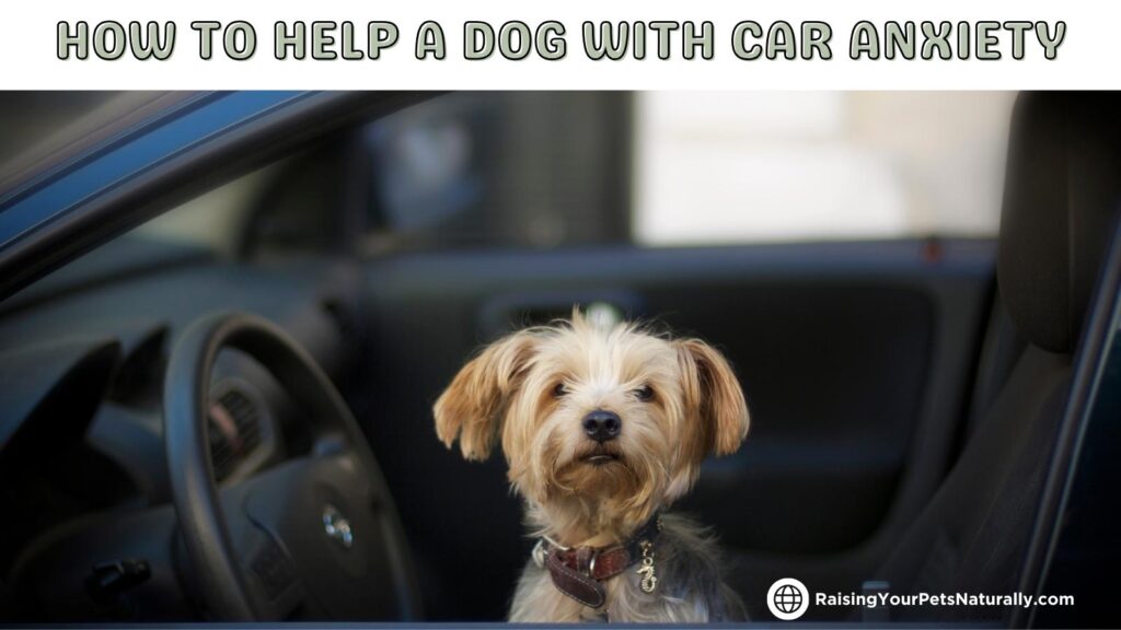 Dog car anxiety tips