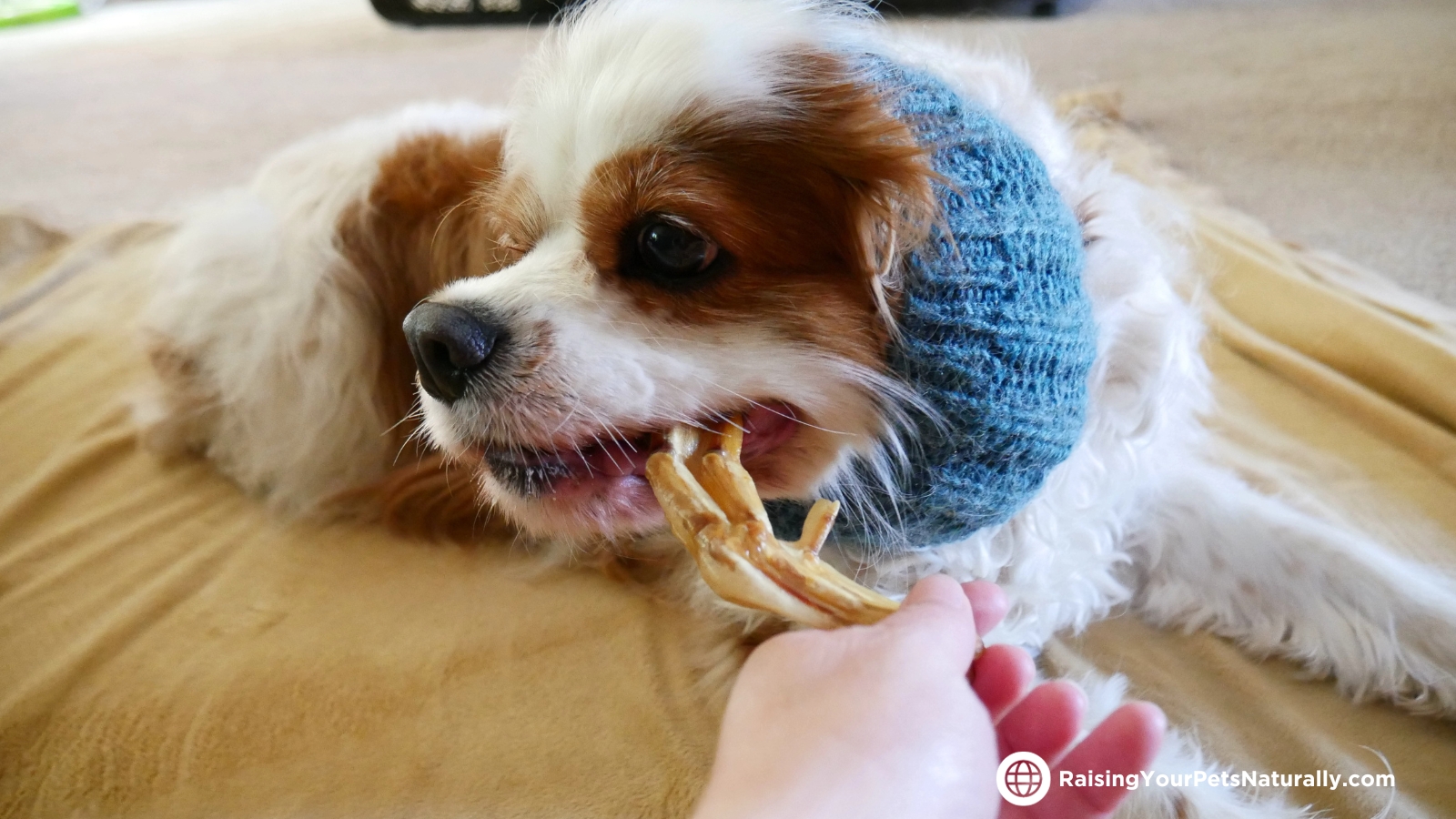 Fresh dehydrated duck feet for dogs.